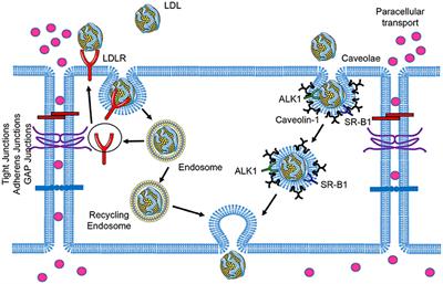 Endothelial Transcytosis of Lipoproteins in Atherosclerosis